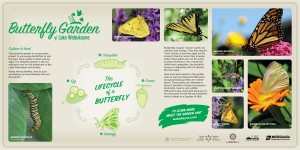 LakeWabukayne Butterfly Garden